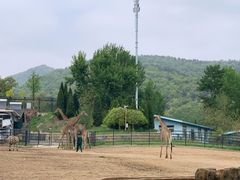 -大连森林动物园