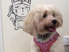 -芭比堂动物医院·24小时·眼科中心(深圳中心)