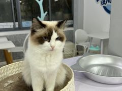 -喵的天空名猫咖啡馆·撸猫·猫舍·用品