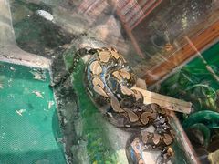 -上海大自然野生昆虫馆