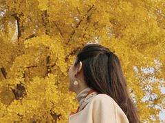 -三里屯东五街银杏大道
