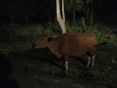 -清迈夜间动物园