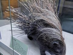 -国家自然博物馆