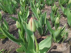 -长春公园(普阳街道)