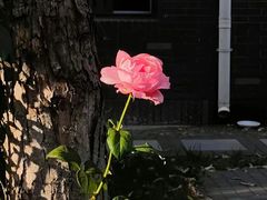 -真地道京味府·鲜橙烤鸭·北京菜(朝外大街东大桥店)