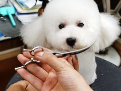 -鑫艺宠物美容培训学校