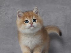 -小猫来了·猫舍(红山六九七九店)