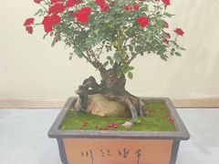 -郑州植物园