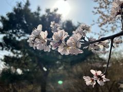 -北京西山国家森林公园