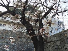 未满开的樱花-名古屋城