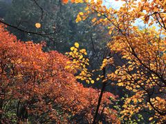 -秦岭终南山世界地质公园翠华山景区