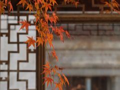 -秋霞圃