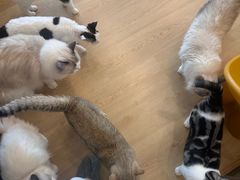 -有喵·猫咖·狗咖·30几只猫10只小狗(岗厦店)