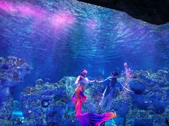 -芜湖新华联大白鲸海洋公园