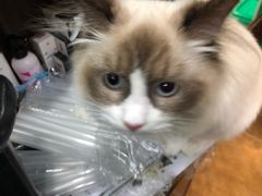 -李小姐の猫咖啡馆(五角场店)