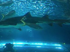 -瑞普利水族馆