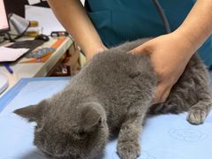 -美联众合动物医院·24h转诊中心