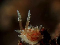 -飞鱼&摩娜潜水度假村