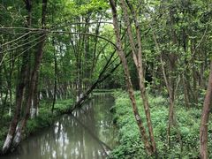 -桤木河湿地公园