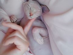 -北京恒爱动物医院(清景园分院)