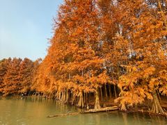 -上海海湾国家森林公园