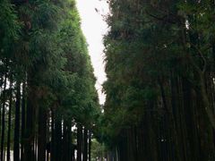 -玉苍山国家森林公园