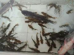 -金台阶鱼馆(于桥水库店)