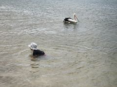 -黄金海岸