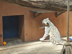-青藏高原野生动物园