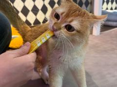 -大型宠物商超·宠海王国·宠物猫狗活体·用品·美容(新世界百货重庆店)