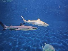 -上海海洋水族馆