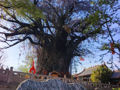 -大槐树寻根祭祖园