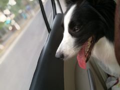 -安安宠医·安宠宠物医院