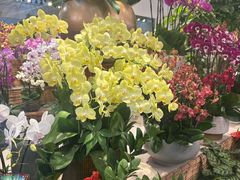 -双季花艺园艺市场(浦东店)