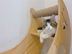 -猫域·湾主题猫咖·宠物吧(南坪城市广场店)