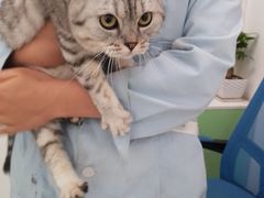 -汪喵宠物医院·骨科心脏影像·犬猫急重症ICU诊疗中心(成华分院)