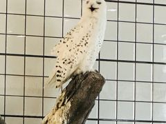 -海合安武汉极地海洋公园