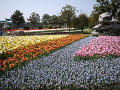 -上海鲜花港