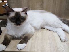 -藏猫猫咖啡主题馆(中央大道店)