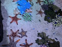 -暹罗海洋世界