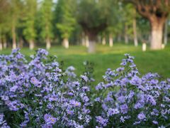 -汉长安城未央宫国家考古遗址公园