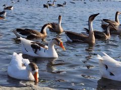 -长白岛森林公园