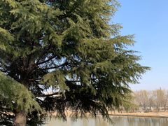 -石家庄市植物园