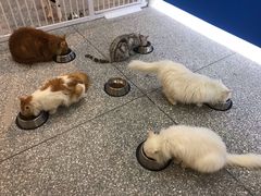 -绒爪撸猫下午茶·猫咖