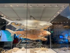 -贝林大翅鲸简餐厅(国家海洋博物馆店)