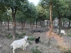 -呼吸森林·生态农庄农家乐私房菜