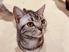 -藏猫猫咖啡主题馆(中央大道店)