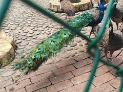 -西双版纳傣族园