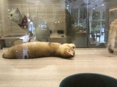 -飞行喵MR PILOT|猫舍·猫咖(静安大融城店)
