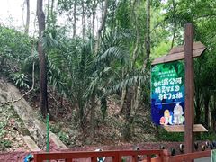-西双版纳原始森林公园
